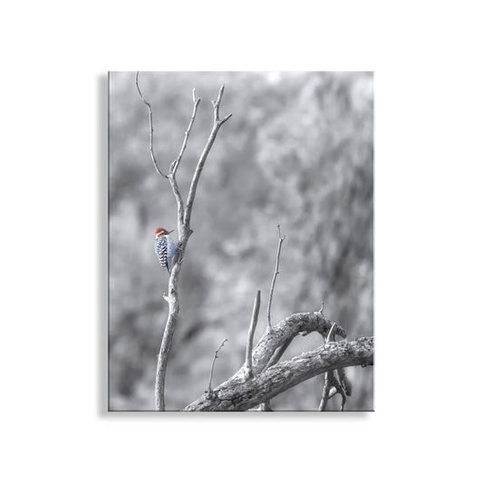A black and white photograph of a woodpecker perched on a bare tree branch. Ladderback Woodpecker Bird Artwork | Winter Arizona Wildlife Art