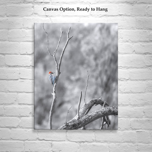 Ladderback Woodpecker Bird Artwork | Winter Arizona Wildlife Art