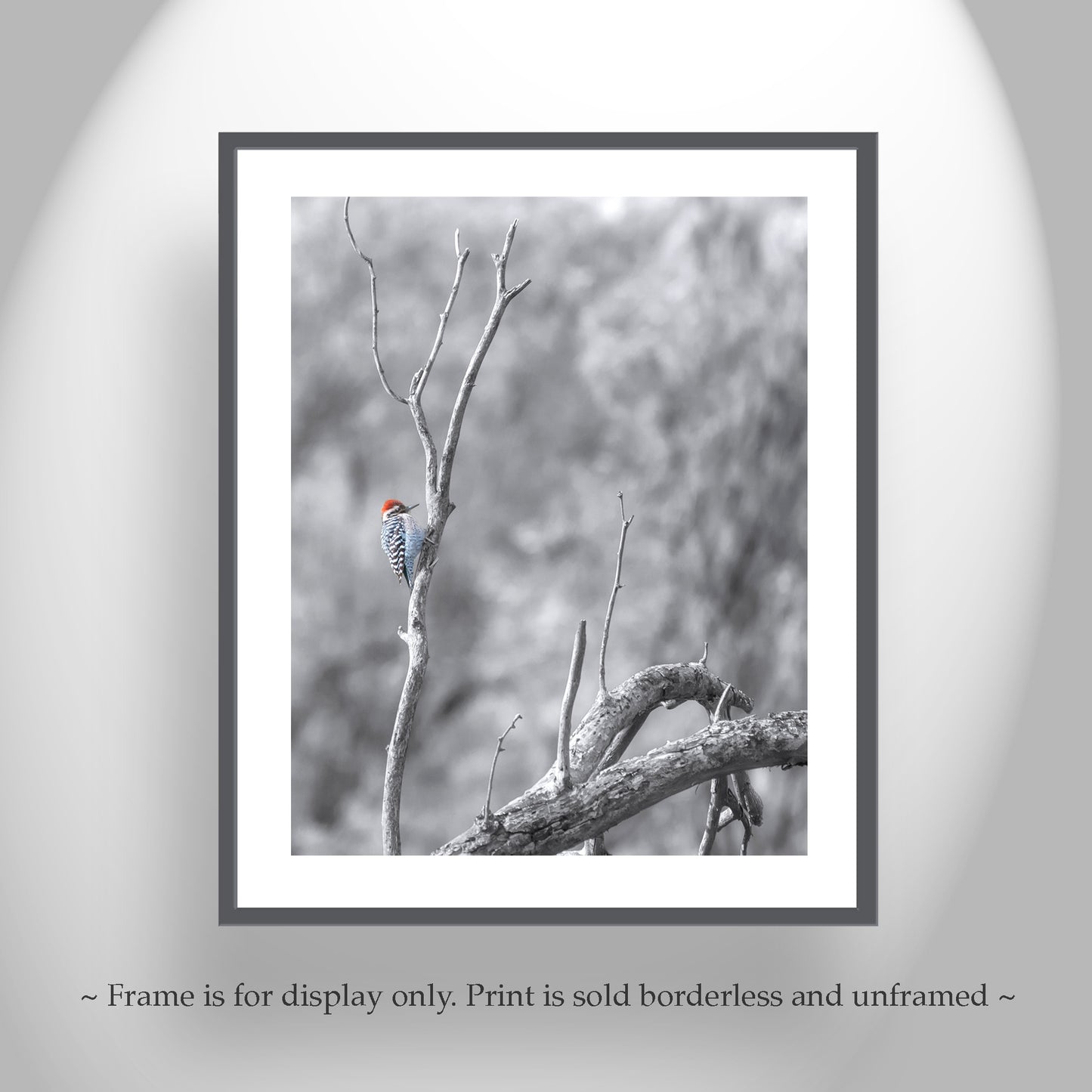 Ladderback Woodpecker Bird Artwork in Winter | Arizona Wildlife Art