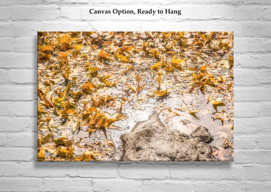 Autumn Leaf Nature Art Photograph with Wilderness Spring Water Reflections