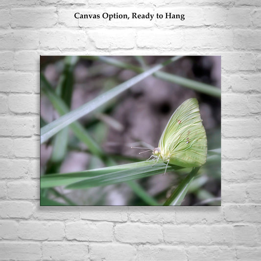 Soft Nature Art Photograph with Yellow Arizona Butterfly