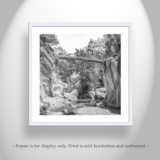 Desert Canyon Fallen Log Art | Black and White Arizona Print