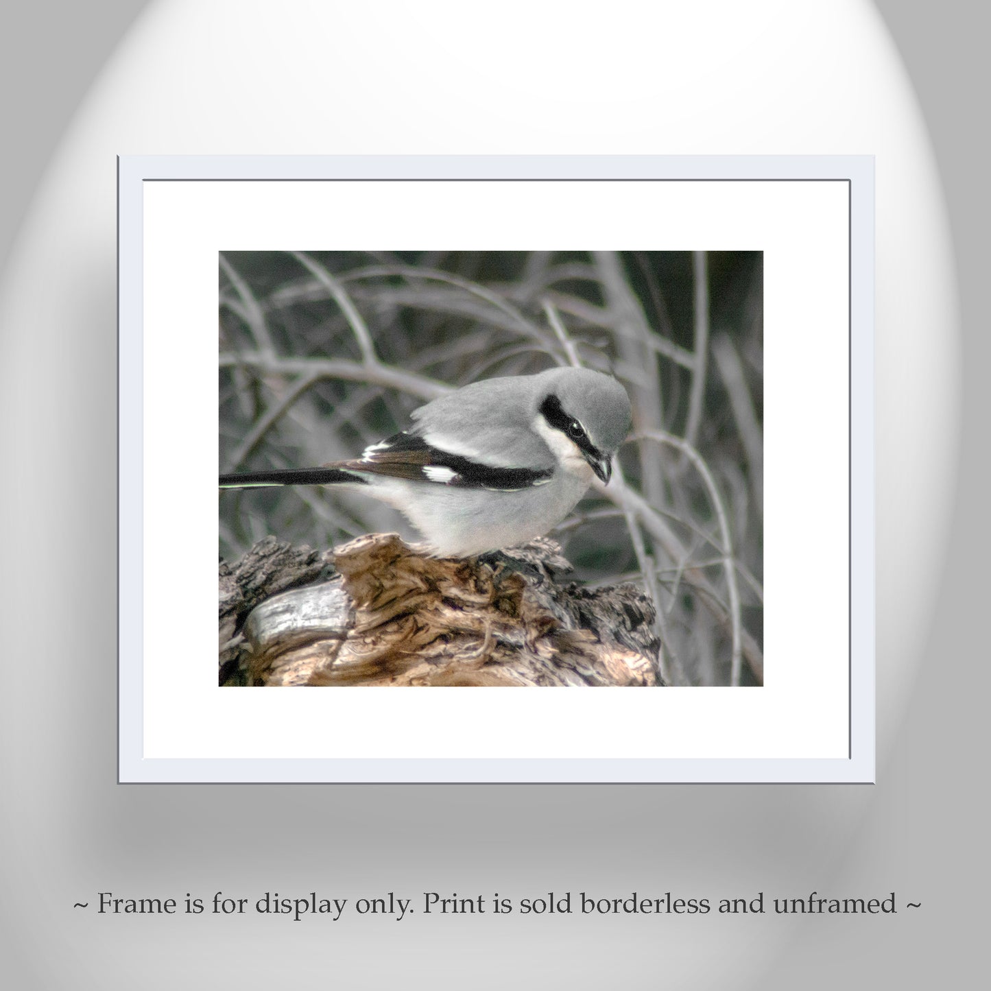 Loggerhead Shrike Bird Art Print as Avian Wall Decor | Arivaca Cienega