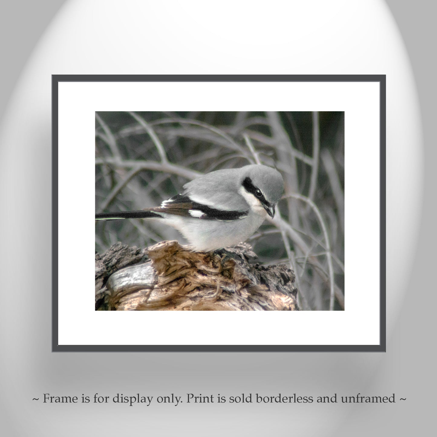 Loggerhead Shrike Bird Art Print as Avian Wall Decor | Arivaca Cienega