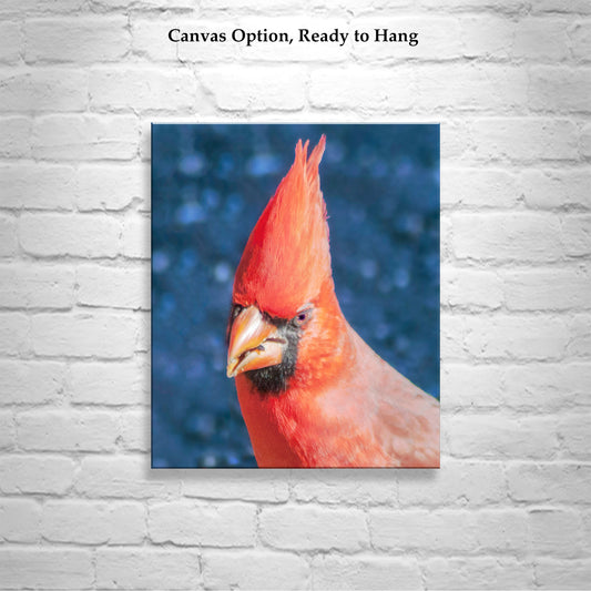 Red Cardinal Bird Photograph | Bold Vibrant Avian Artwork Print