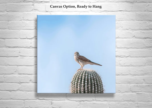 Arizona Merlin Falcon on Desert Cactus - Bird Wall Decor Print