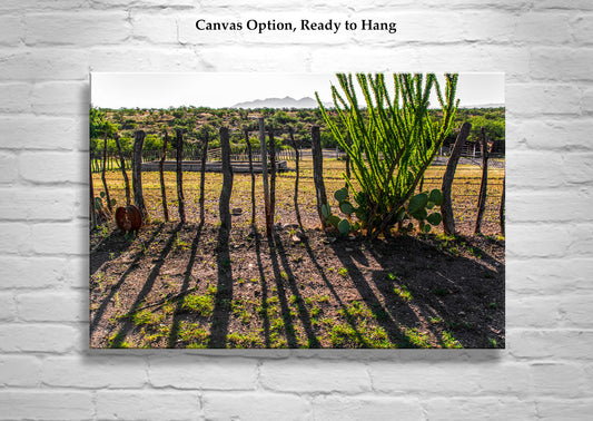 Arizona Ranch Landscape Art with Mesquite Fence and Desert Ocotillo