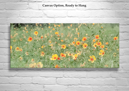 Arizona Floral Wall Art in Panorama with Mexican Gold Poppies