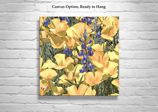 Poppy Flower Nature Photography in Tucson Arizona Desert at Picacho Peak