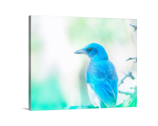 A vibrant blue bird perches on a branch, its bright plumage contrasting with the blurred green foliage in the background.Blue Jay Bird Print - Painterly Nature Art with Mexican Jay