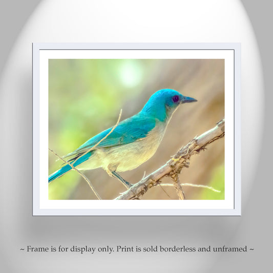 Blue Jay Forest Nature Art - Mexican Jay Bird Print for Home