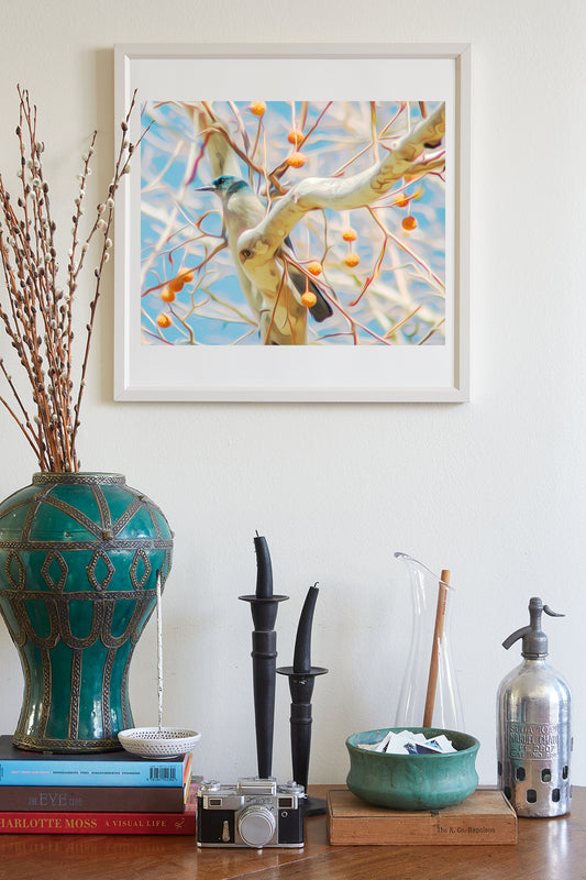 Blue Jay in Sycamore Tree - Spring Forest Wildlife Photography