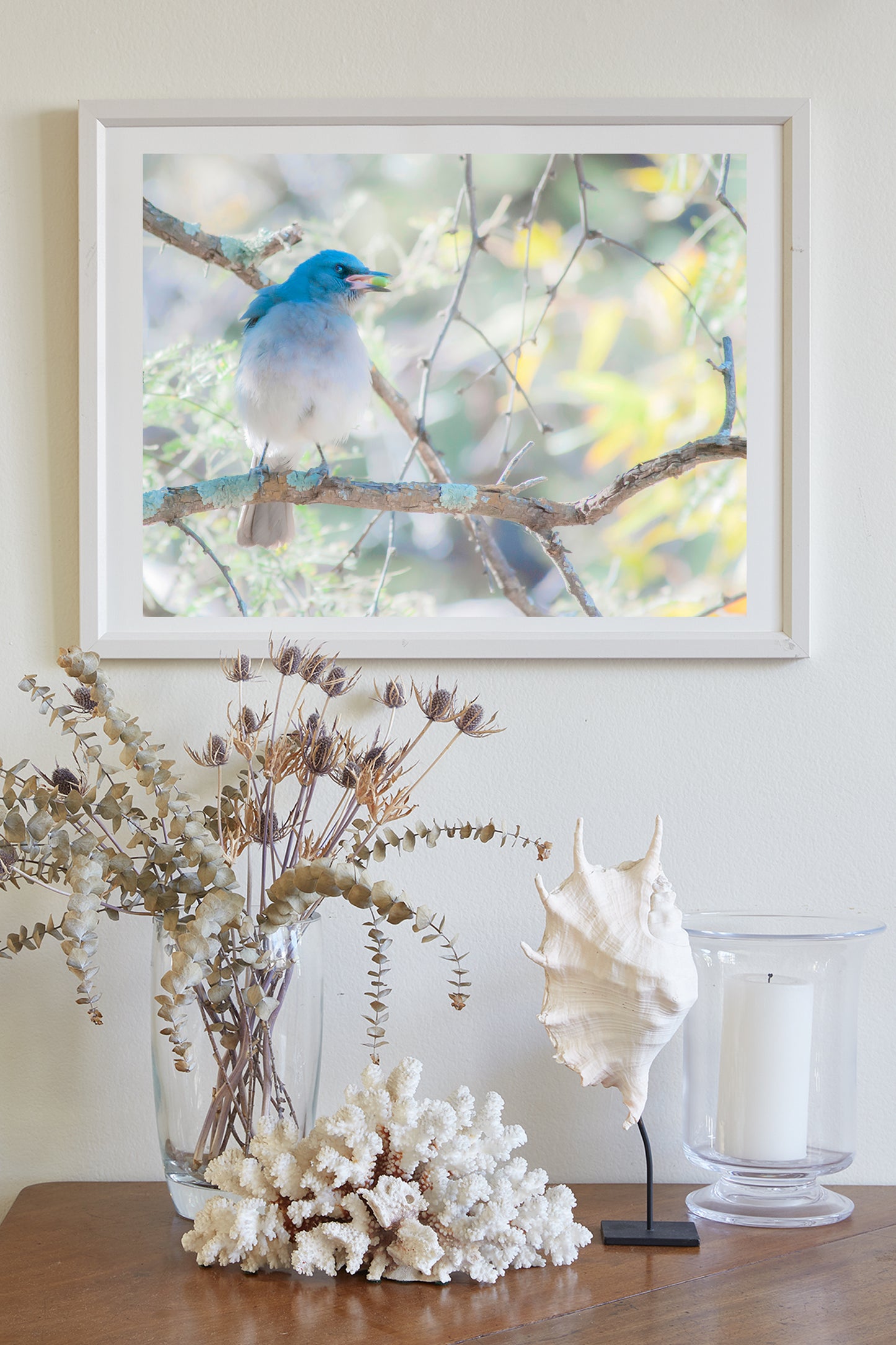 Blue Jay Bird Nature Art Print in Spring Forest | Madera Canyon