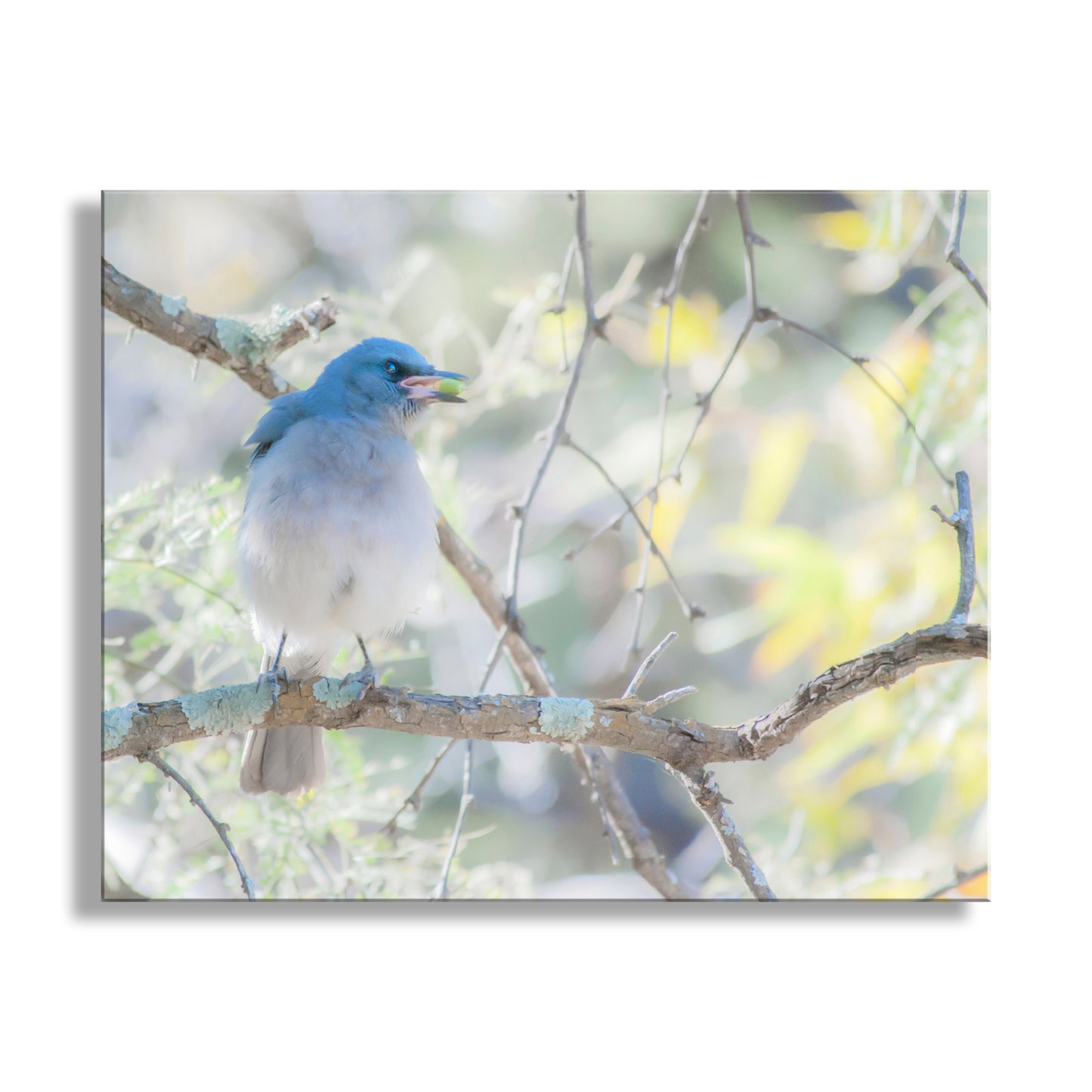 Blue Jay Bird Nature Art Print in Spring Forest | Madera Canyon