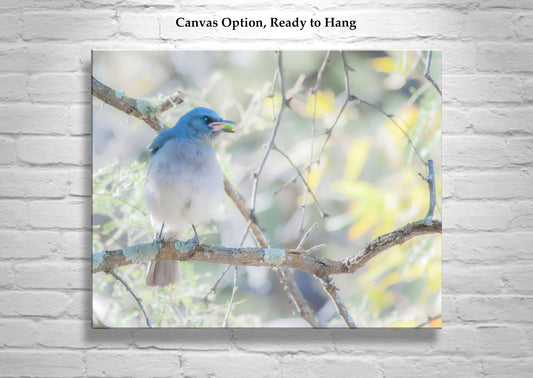 Blue Jay Art | Spring Forest Pastel Bird Photography Print