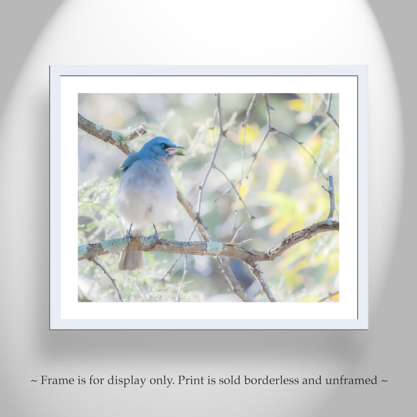 Blue Jay Bird Nature Art Print in Spring Forest | Madera Canyon