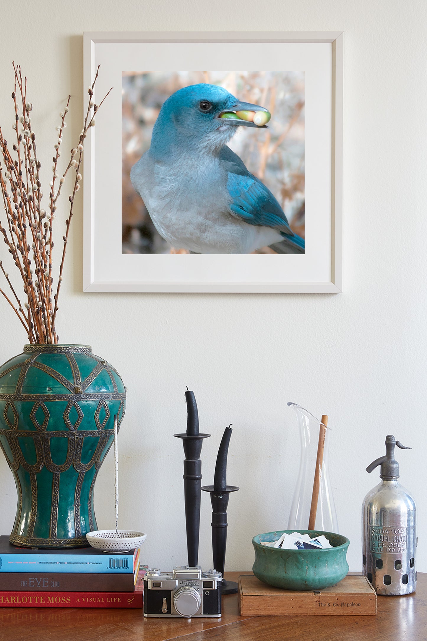 Blue Jay Bird Photography Art Print as Avian Wildlife Wall Decor
