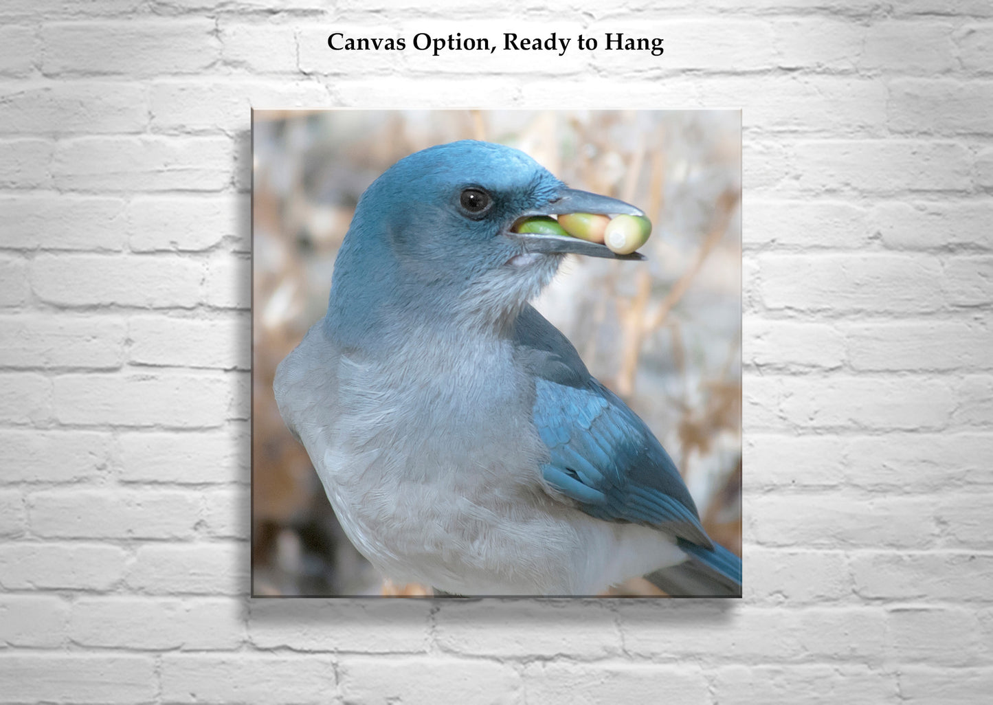Blue Jay Bird Photography Art Print as Avian Wildlife Wall Decor