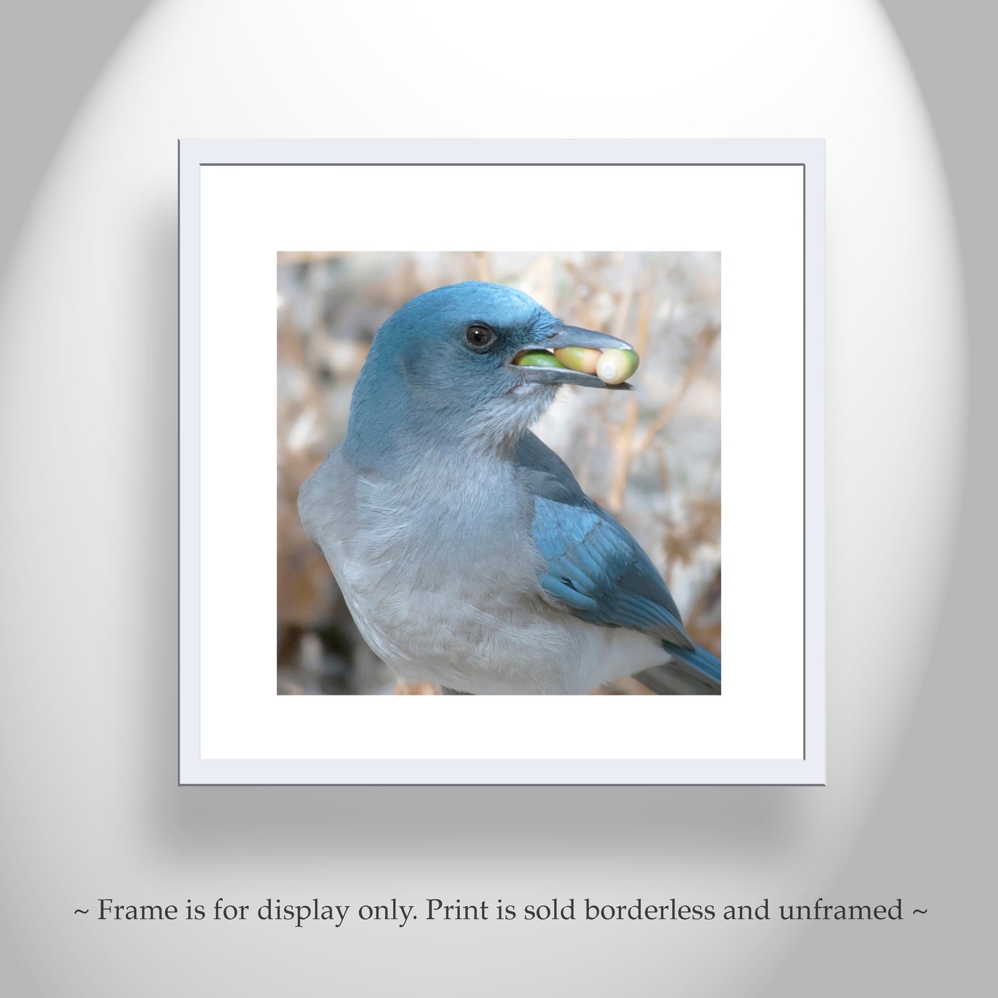 Blue Jay Bird Photography Art Print as Avian Wildlife Wall Decor