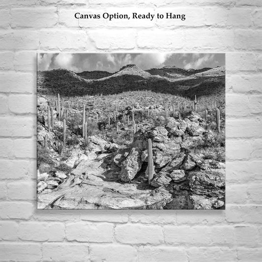 Black & White Tucson Desert Art Print - Arizona Landscape Photo