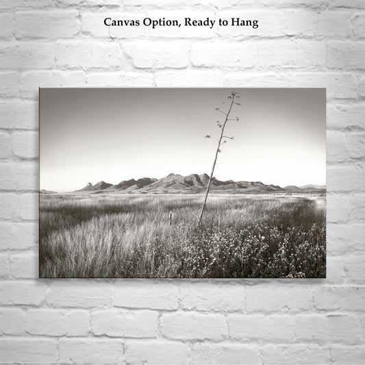 Western Landscape Wall Decor with Southern Arizona Grasslands