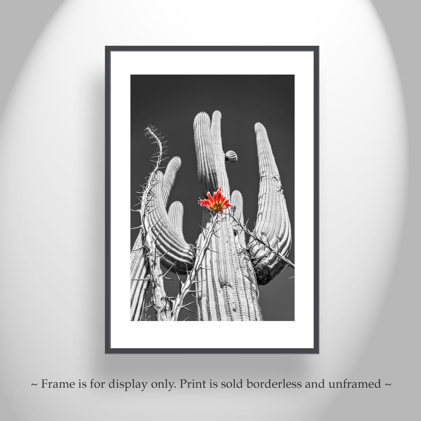 Desert Cactus & Ocotillo Wildflower |Tucson Arizona Landscape Art