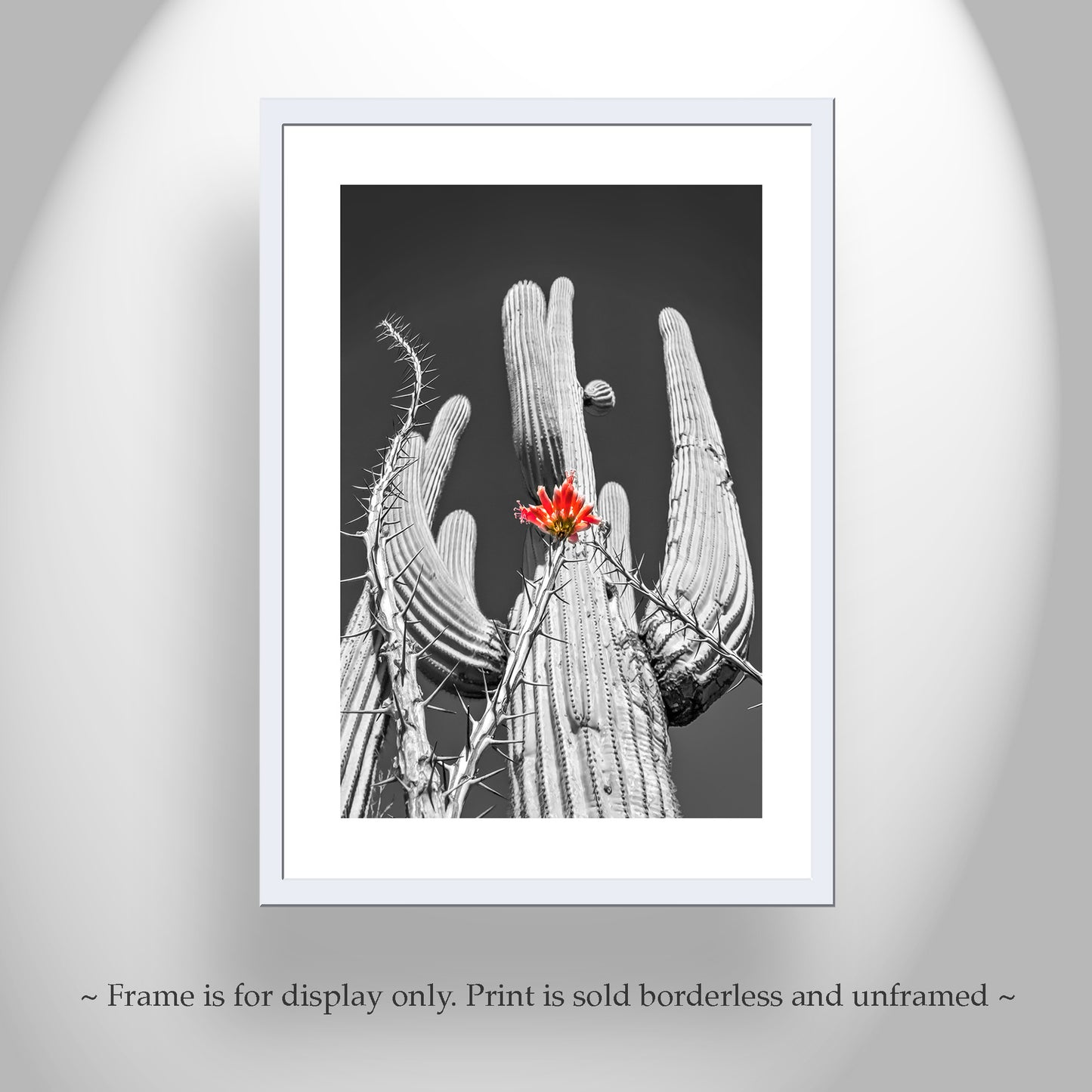 Desert Cactus & Ocotillo Wildflower |Tucson Arizona Landscape Art