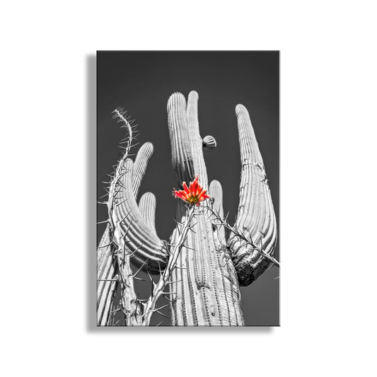 A striking black and white photograph of a cactus with a single red flower blooming amidst the spines, creating a striking contrast against the monochrome background. Desert Cactus & Ocotillo Wildflower |Tucson Arizona Landscape Art