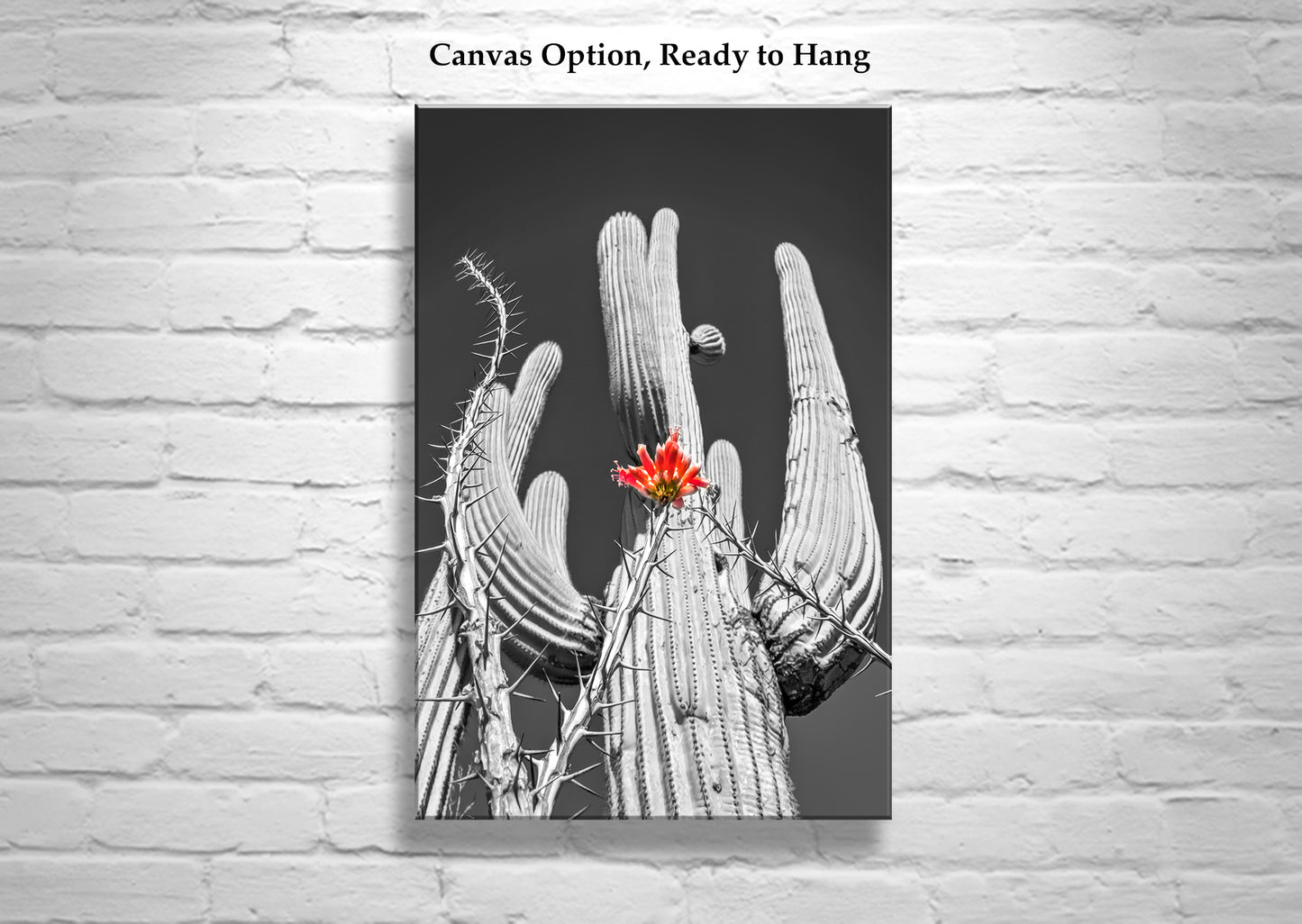 Desert Cactus & Ocotillo Wildflower |Tucson Arizona Landscape Art