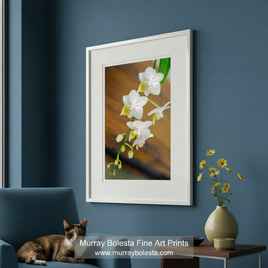 White orchids with green stems on a blurred brown background. White Orchid Flower High Contrast Wall Decor Art Print by Murray Bolesta