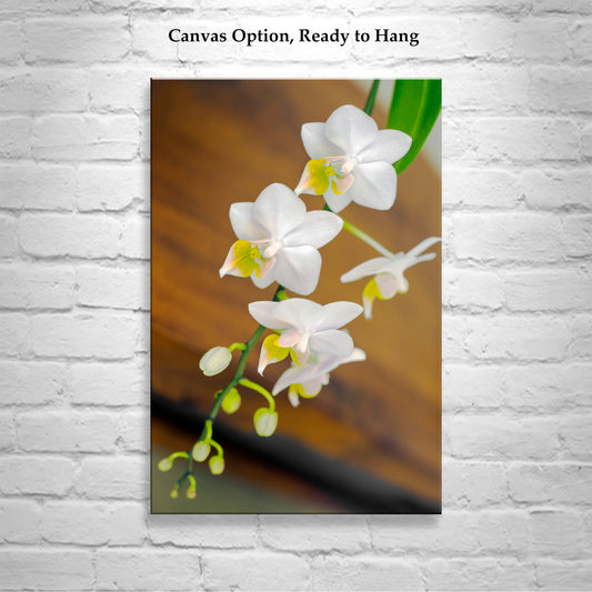White Orchid Flower High Contrast Fine Art Print