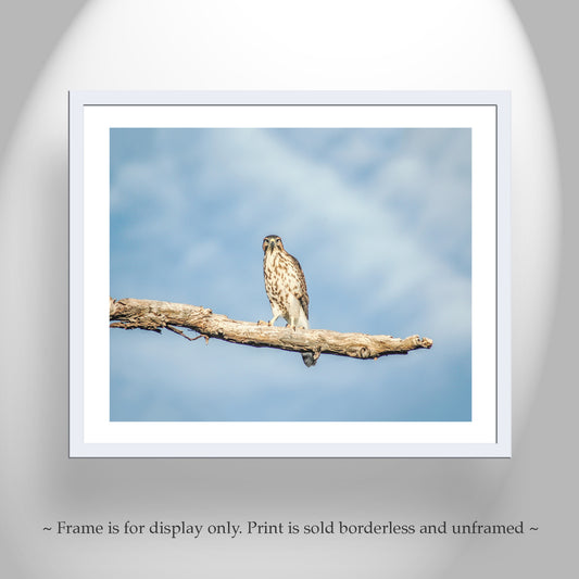 Hawk Artwork Minimalist Bird Decor - Southern Arizona Gray Hawk