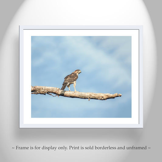 Gray Hawk Minimalist Art Print - Arizona Arivaca Wildlife Photography