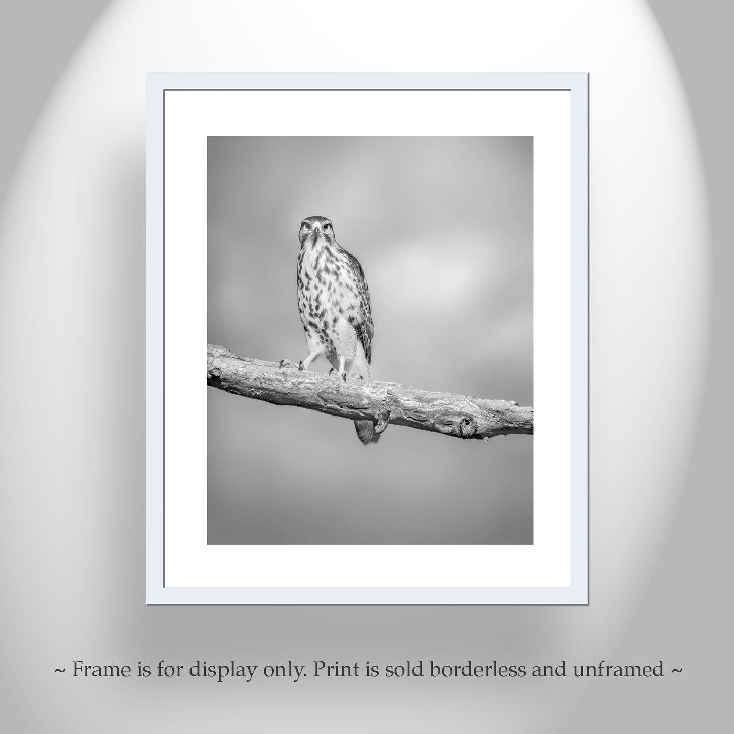 Hawk Bird Art Print | Minimalist Avian Wall Decor in Black and White