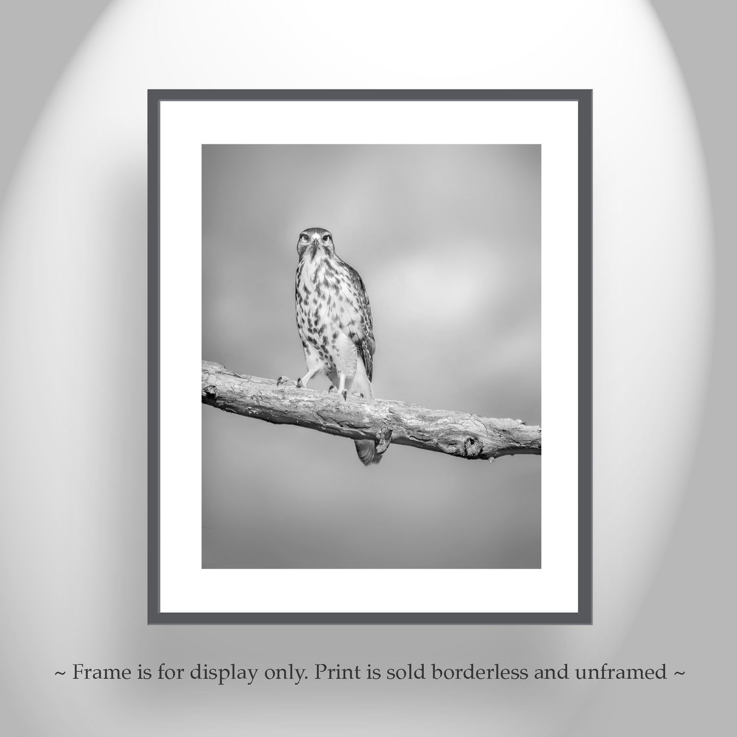 Hawk Bird Art Print | Minimalist Avian Wall Decor in Black and White