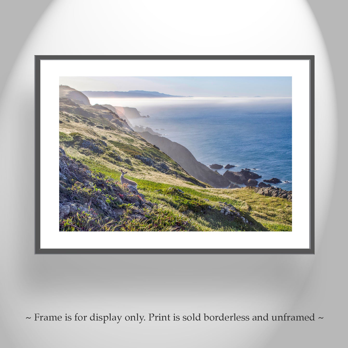 Point Reyes California Coastal Art Photograph with Wild Deer| Marin County Ocean Photography Wall Decor for Home or Office