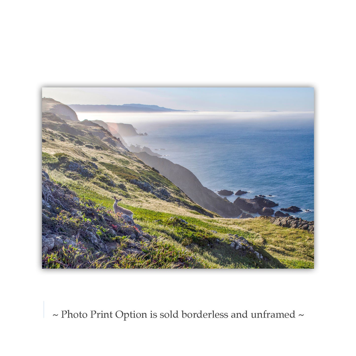 Point Reyes California Coastal Art Photograph with Wild Deer| Marin County Ocean Photography Wall Decor for Home or Office