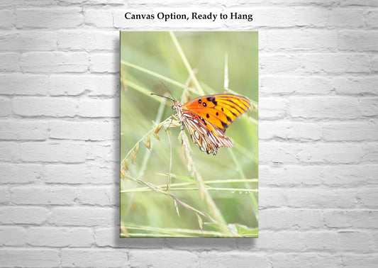 Butterfly Photo on Framed Canvas or Print as Arizona Nature Art