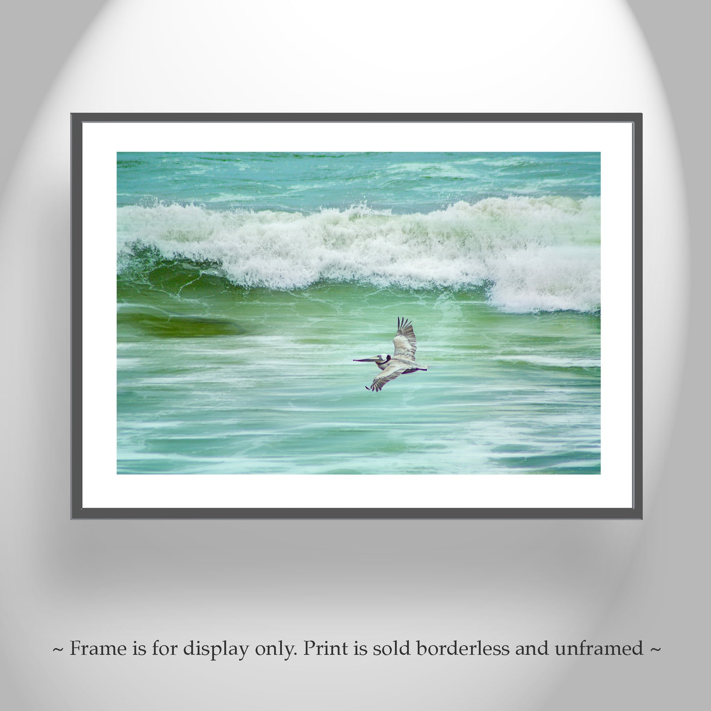 Pelican Seabird Bird in Flight Art from San Diego Beach
