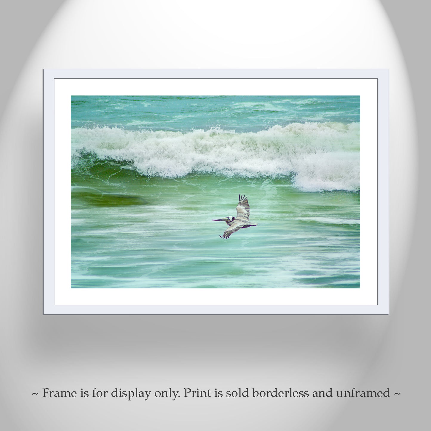 Pelican Seabird Bird in Flight Art from San Diego Beach