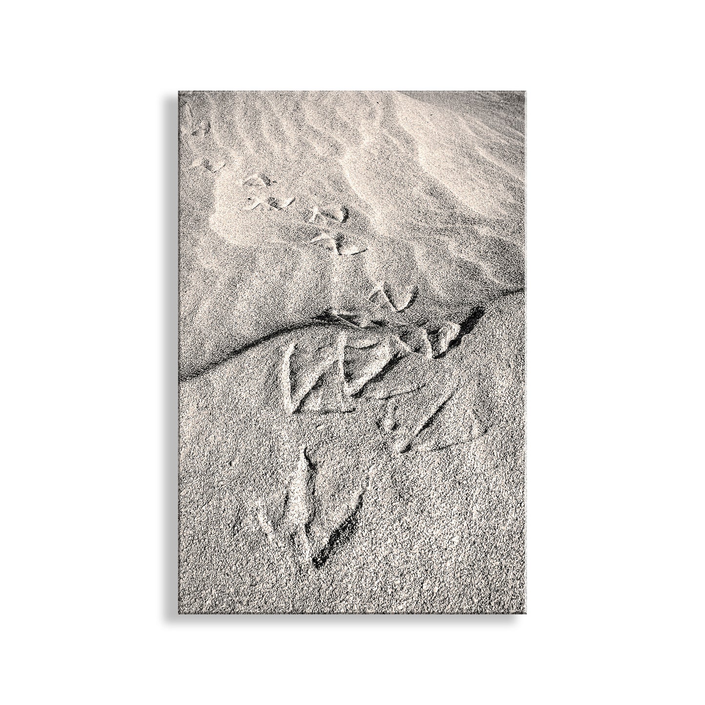 Pelican Bird Prints on Sandy Beach at Rocky Point Mexico