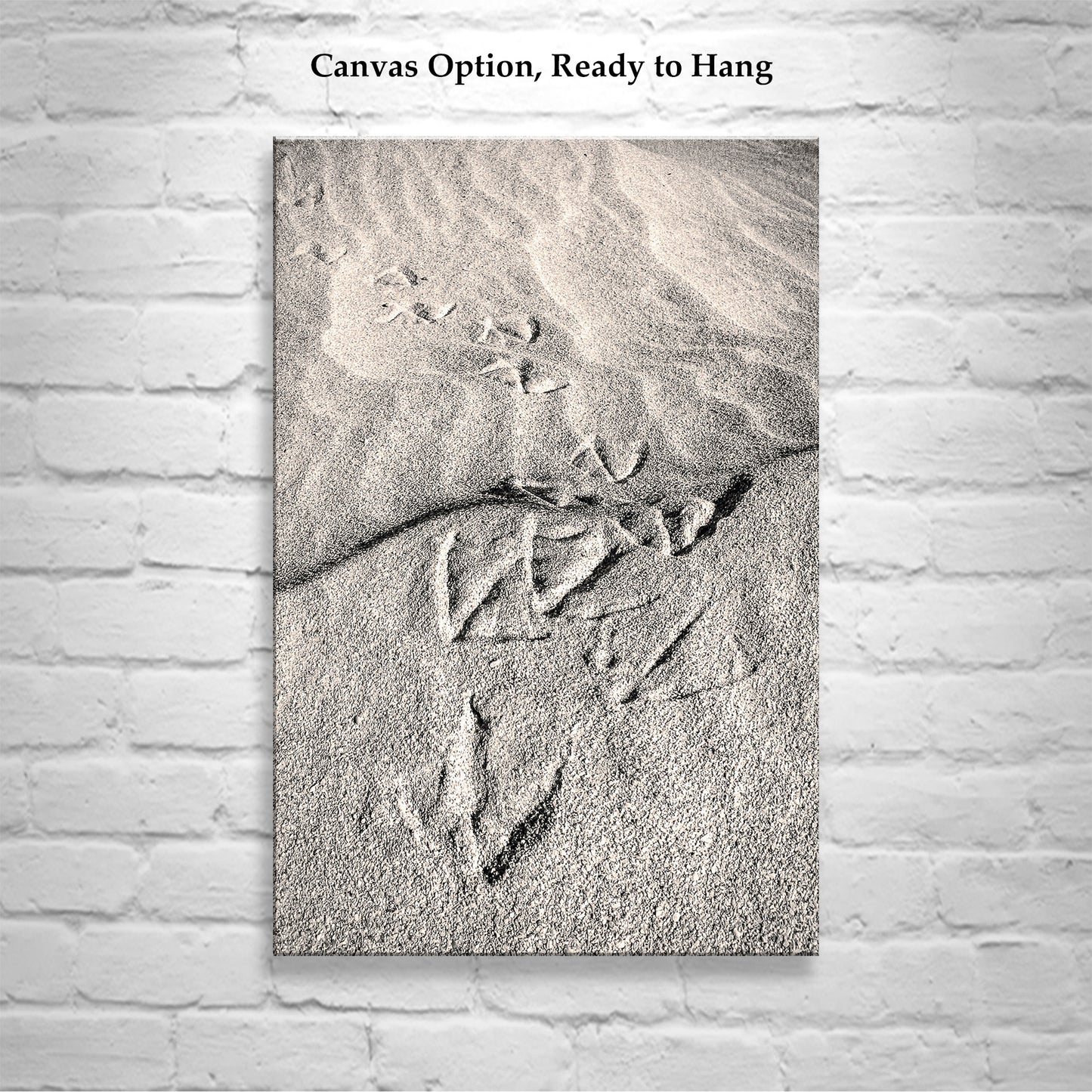 Pelican Bird Prints on Sandy Beach at Rocky Point Mexico