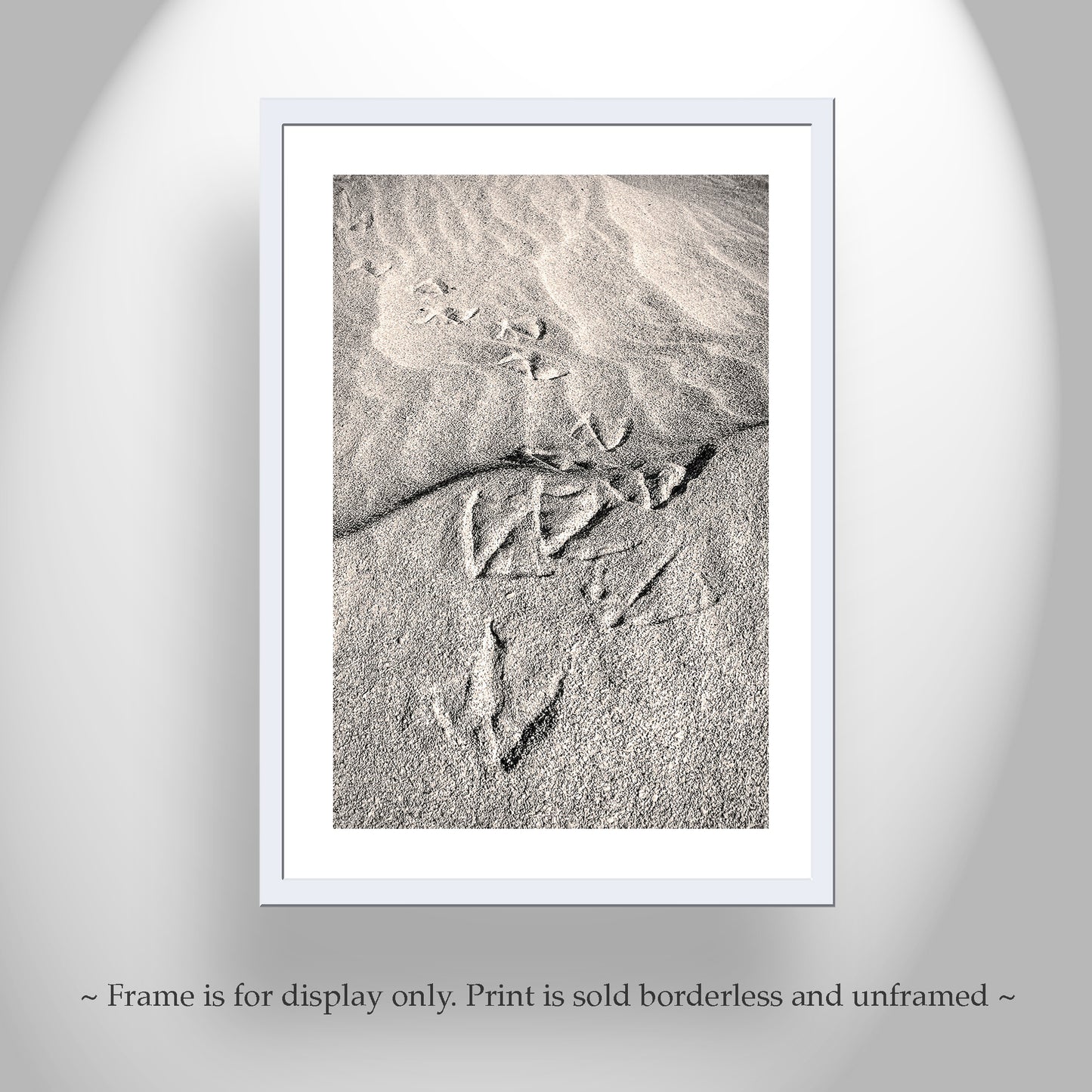 Pelican Bird Prints on Sandy Beach at Rocky Point Mexico