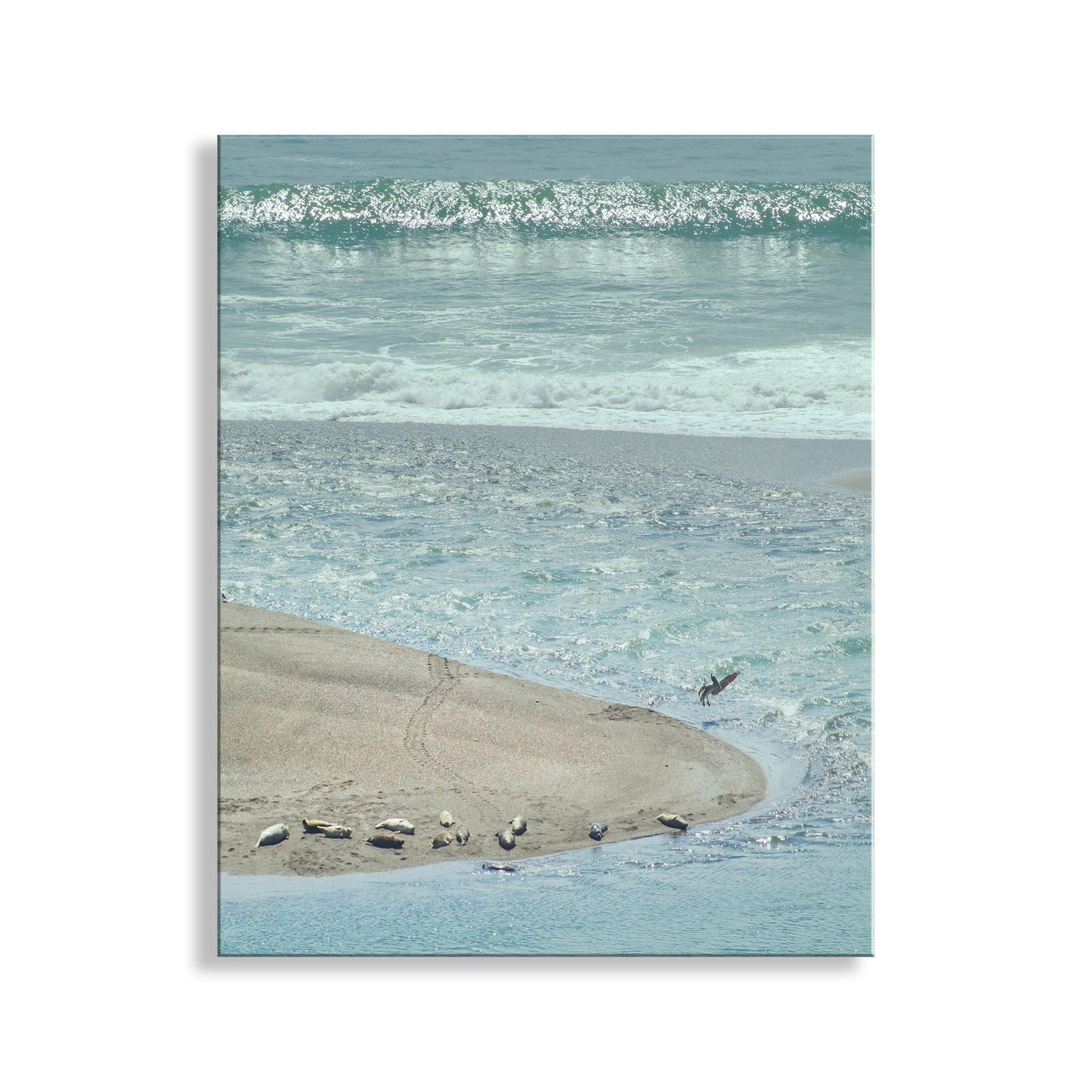 Mendocino Ocean Art Print with Sea Lions and Pelican Birds