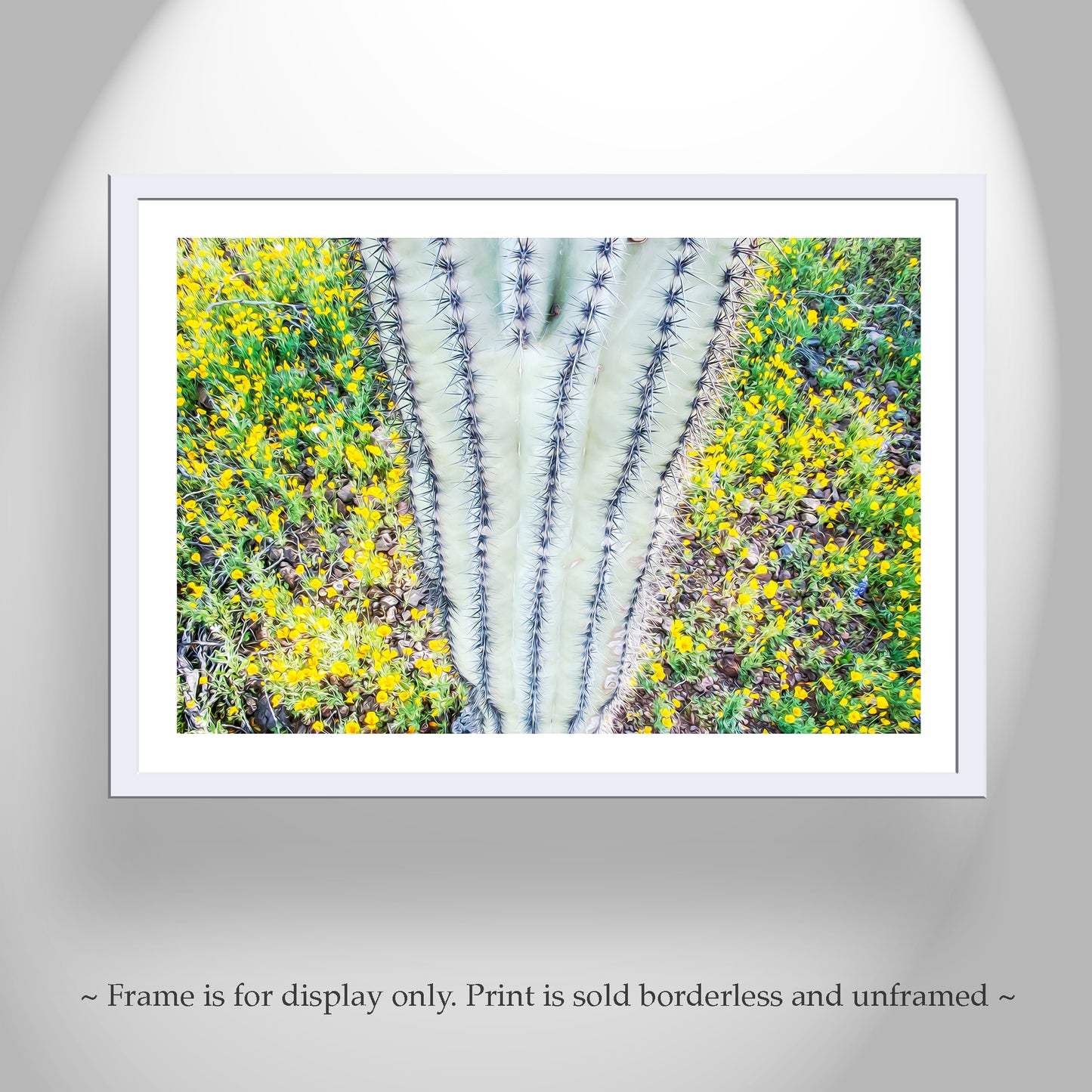 Desert Art of Saguaro Cactus and Wildflowers at Picacho Peak Arizona