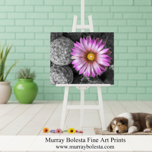 Close-up of a pink flower with a black and white cactus background. Desert Wildflower Art Print with Cactus Flower in Pink and Magenta by Murray Bolesta