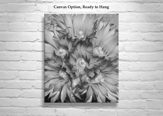 Cactus Flower Art as Unique Southwestern Wall Decor in B&W