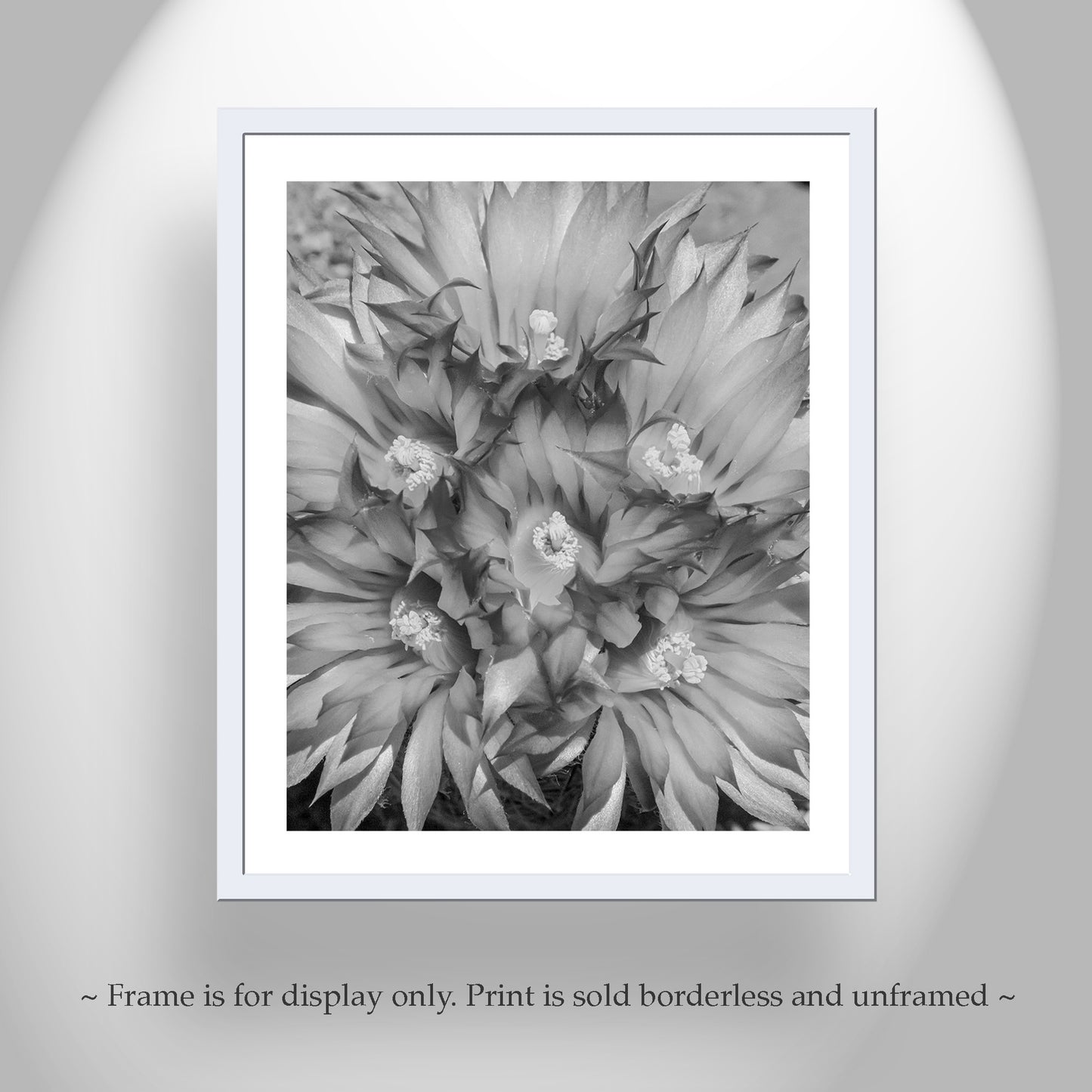 Cactus Flower Art as Unique Southwestern Wall Decor in B&W