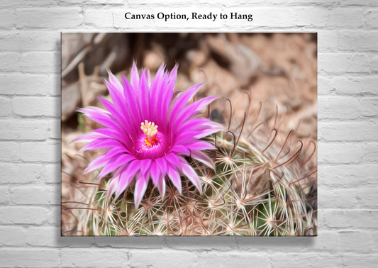 Cactus Flower Art with Tiny Desert Pincushion Cactus in Tucson Arizona