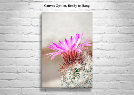 Pastel Cactus Flower Art | Arizona Desert Wildflower Wall Decor